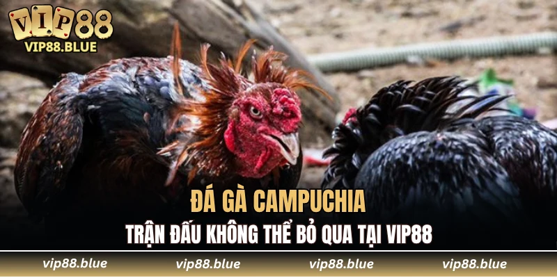 đá gà Campuchia