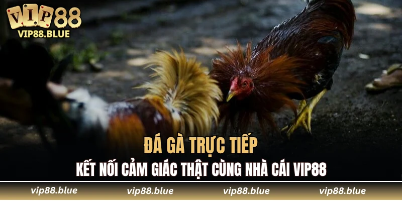 đá gà trực tiếp