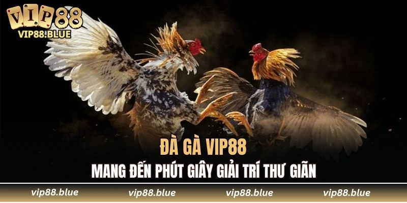 Đà gà VIP88 mang đến phút giây giải trí thư giãn