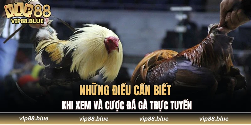 Những điều cần biết khi xem và cược đá gà trực tuyến