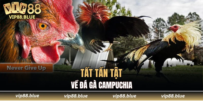 Tất tần tật về đá gà Campuchia