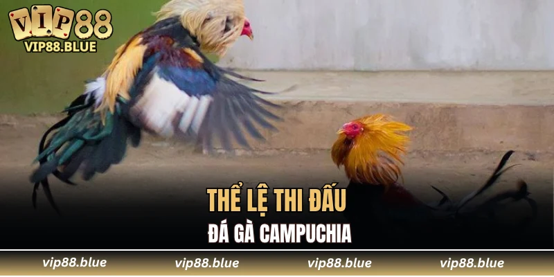 Thể lệ thi đấu đá gà Campuchia
