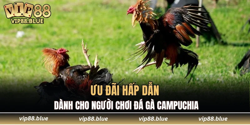 Ưu đãi hấp dẫn dành cho người chơi đá gà Campuchia