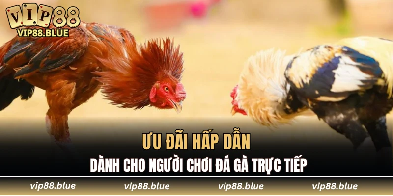 Ưu đãi hấp dẫn dành cho người chơi đá gà trực tiếp